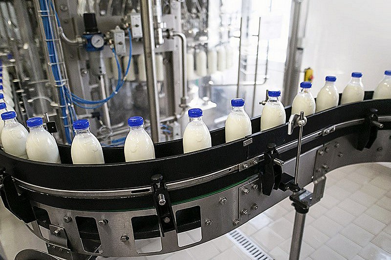 České mlékárny se potýkají s rostoucími náklady i problémy s odbytem, některým pomáhá vlastní chov skotu