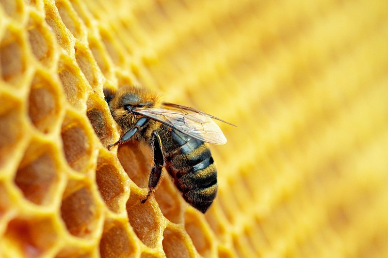 Výrobci medu hodnotí letošní rok jako úspěšný i přes vyšší úhyny