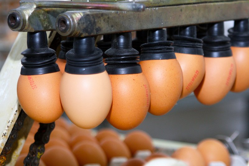 V Brodu nad Tichou, kde byla ptačí chřipka, produkují opět 700 000 vajec denně