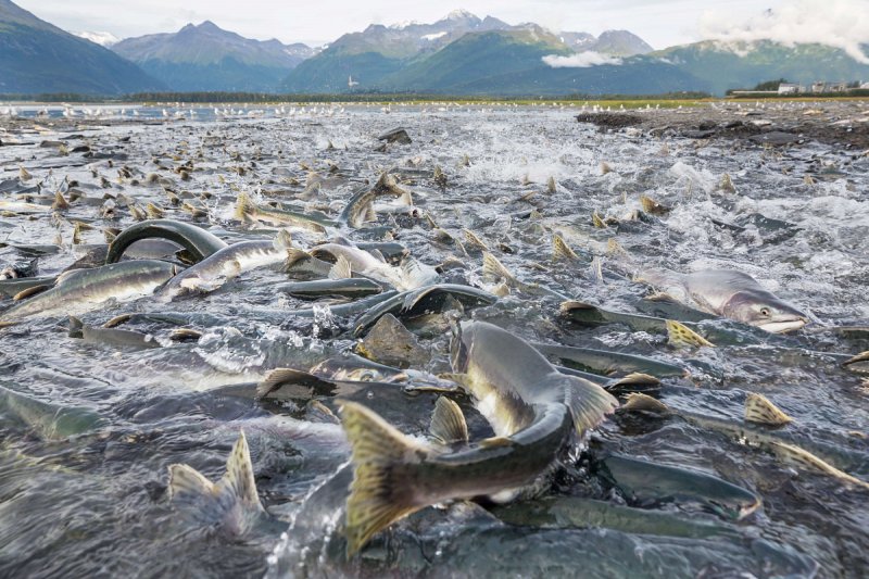 Přibývá hromadných úhynů průmyslově chovaných lososů, na vině je i umělá inteligence