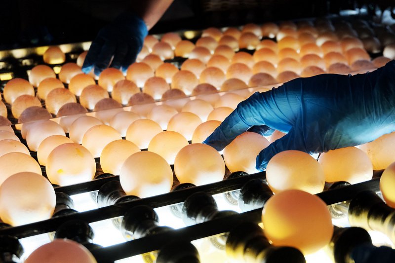 Vědci z Brna vytvářejí barevnou škálu skořápek slepičích vajec, dosud neexistuje