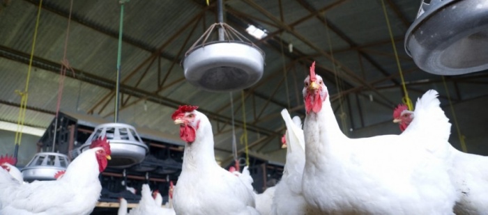 Babišův Agrofert chce koupit dvě drůbežářské firmy