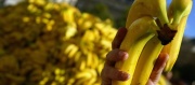 Chiquita a Fyffes vytvoří největšího světového distributora banánů