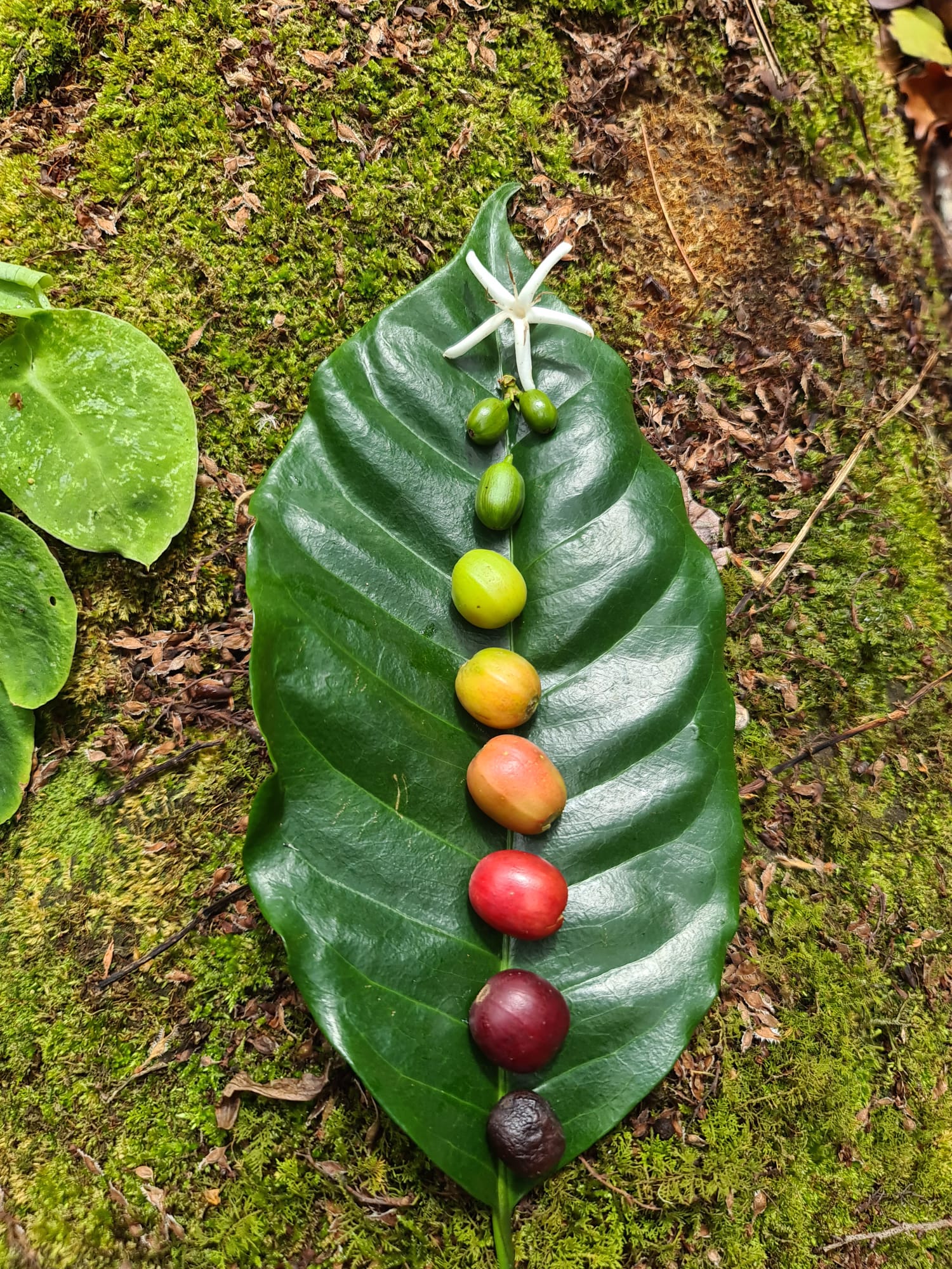 Foto: Kofola