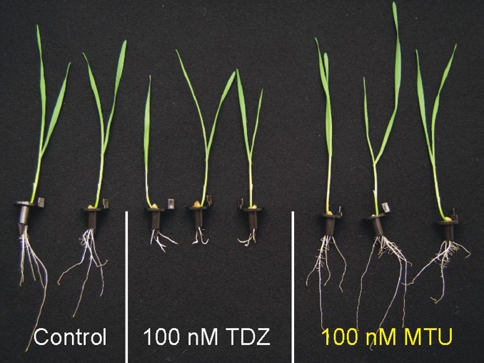 Látka MTU posiluje kořenový systém rostlin vlevo pšenice bez ošetření, uprostřed po aplikaci cytokininu TDZ, vpravo po ošetření biostimulantem MTU FOTO ÚEB