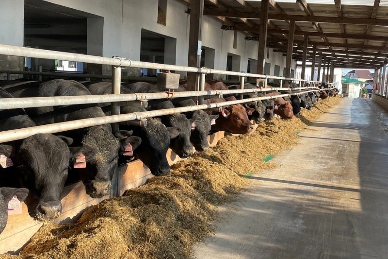 Farma Škodových z Třebíčska vykrmené býky sama poráží, maso nechává zrát i měsíc