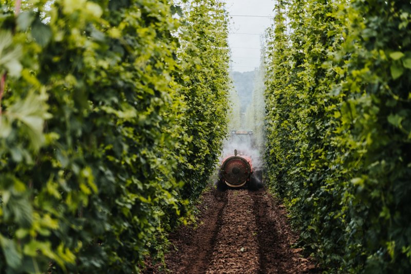 Čeští pěstitelé chmele spolu s pivovary očekávají rekordní úrodu za desítky let