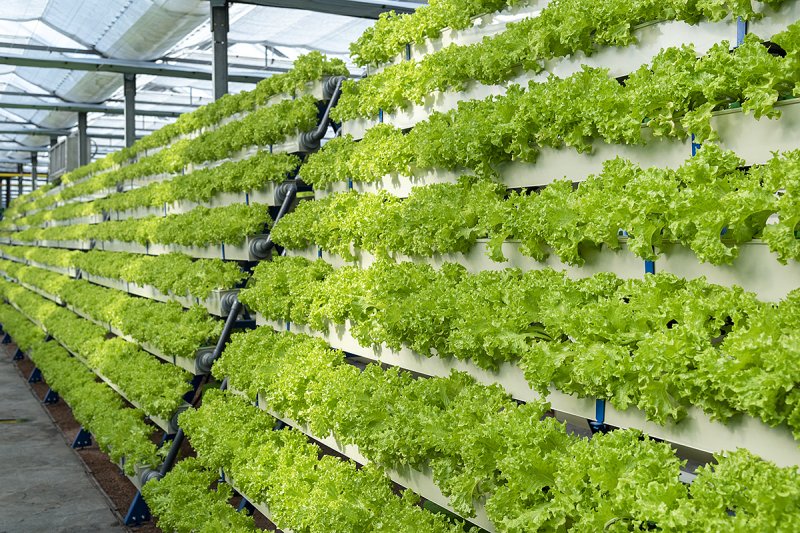 Roste další aquaponická farma, provoz bude rozsáhle automatizován se vzdálenou správou ekosystémů