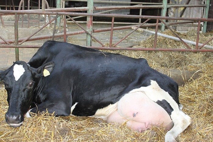 Zemědělci: Chovy prasat, krav a drůbeže jsou ztrátové, budou se omezovat