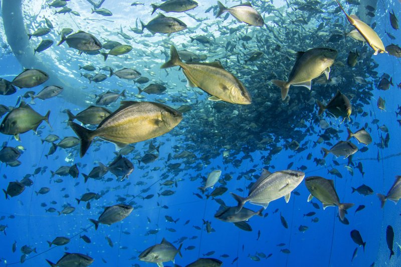 Forever Oceans bude v Brazílii chovat mořské plody v automatizovaných výbězích