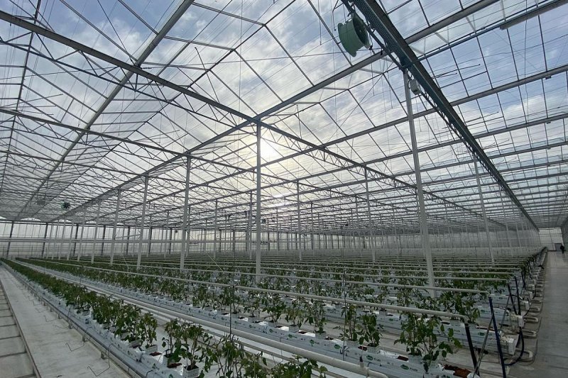 Farma Kožichovice pořídila fóliovník na pěstování jahod s automatickým řízením