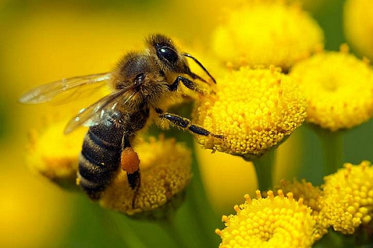 Včelaři na Nymbursku po prvním vytáčení medu odhadují letošek jako dobrý rok