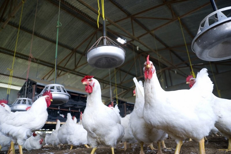 Umělá inteligence by mohla zlepšit životní podmínky v chovech kuřat