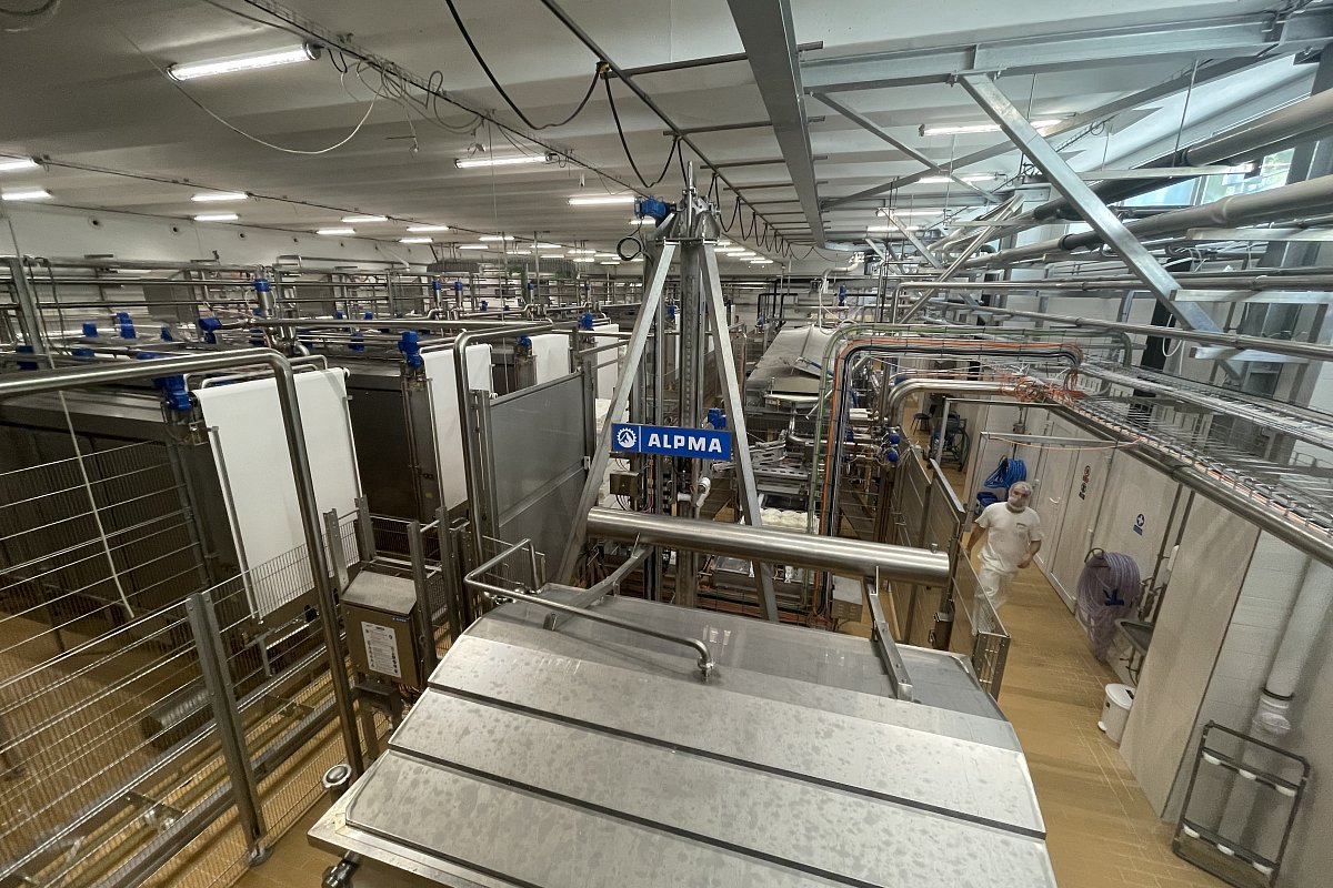 Madeta zmodernizovala výrobu nivy, plánuje i robotizaci vyklápění sýrových bochníků