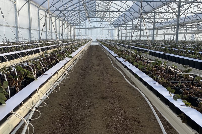 Farma Kožichovice sníží v zimě vytápění skleníků, rajčata nebudou v lednu a únoru