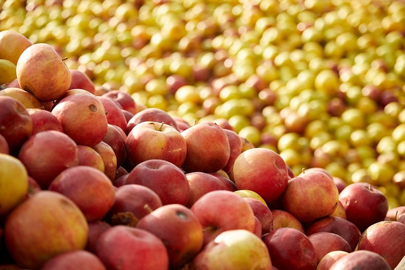 Úroda jablek má letos vzrůst o 22 procent na 134 000 tun, hrušek bude méně