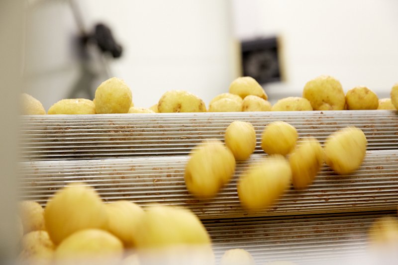 Úroda brambor v ČR může být letos podle pěstitelů meziročně až o pětinu nižší