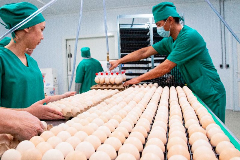 Kazachstán má nový závod na chov drůbeže a zpracování masa a vajec