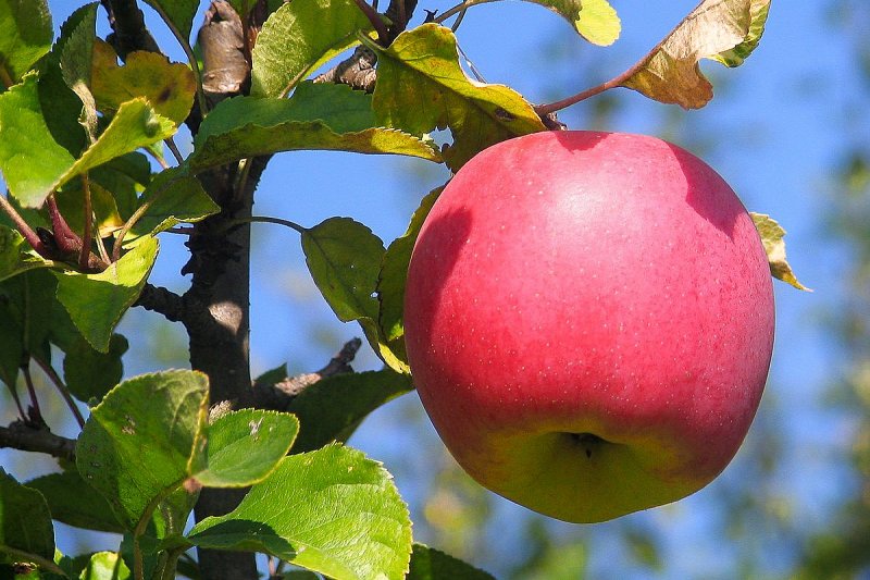 Sadům Schwarz na Rokycansku ceny energií výrazně zdražují skladování jablek