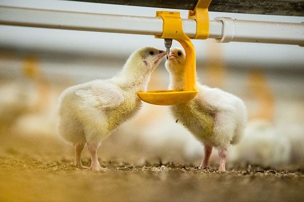 Na farmě u Šebetova na Blanensku postaví Rabbit dvě haly pro výkrm brojlerů