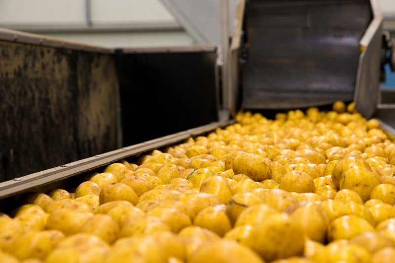 MZe: Pěstitelé brambor se mohou sdružovat do organizací producentů