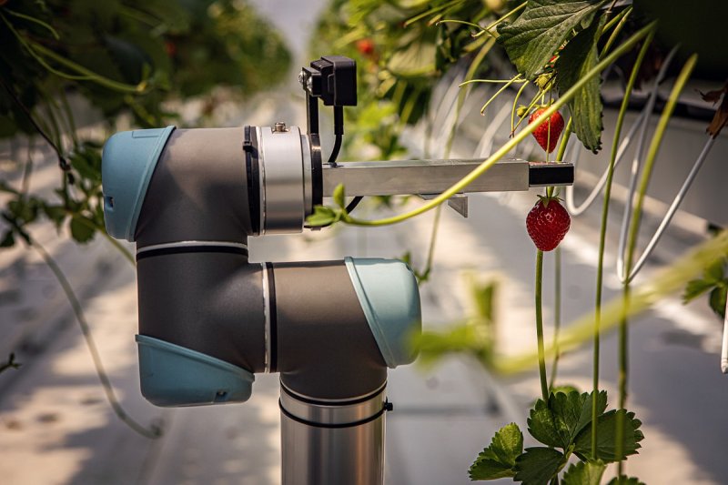 Robot může na sklizeň jahod trénovat ve virtuálním prostoru