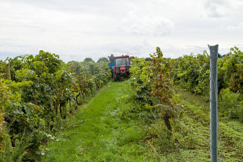 Vinné sklepy Valtice zvýšily tržby, loni dokončila výstavbu nové velké tankové haly