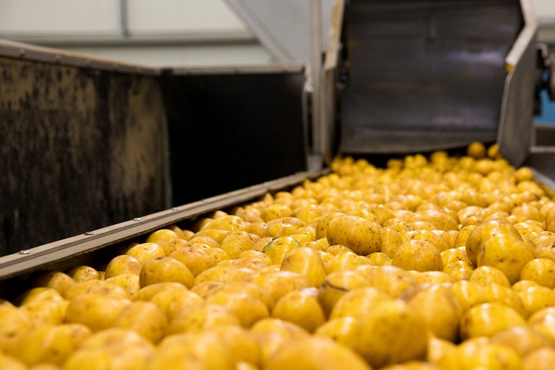 Výnosy brambor v ČR jsou nižší kvůli suchu, prodávají se dráž než před rokem