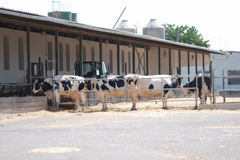 Agro Jevišovice modernizoval chov mléčného skotu