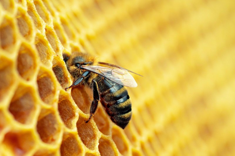 Alkohol z Palírny U Zeleného stromu pomáhá léčit včely