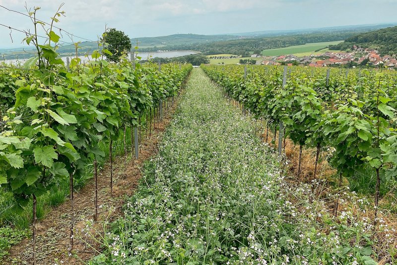 Bohemia Sekt spouští program DoVinic, má udržet vodu v krajině pomocí plodin