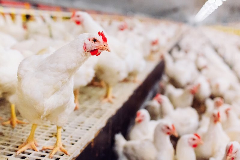 Výkrmy kuřat jsou bez dotací ve ztrátě, uvádí studie Jihočeské univerzity