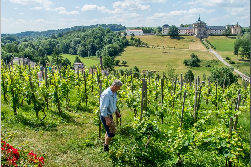 Vinaři z Kuksu: Kvalita hroznů je pro šumivé víno výborná, úroda průměrná