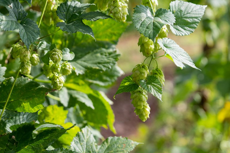 Chmelařské firmě Top Hop loni klesl zisk o 69 procent, pivovary neakceptují růst cen