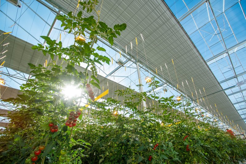 Farma Kožichovice bude dodávat rajčata i v zimě, snížila závislost na plynu