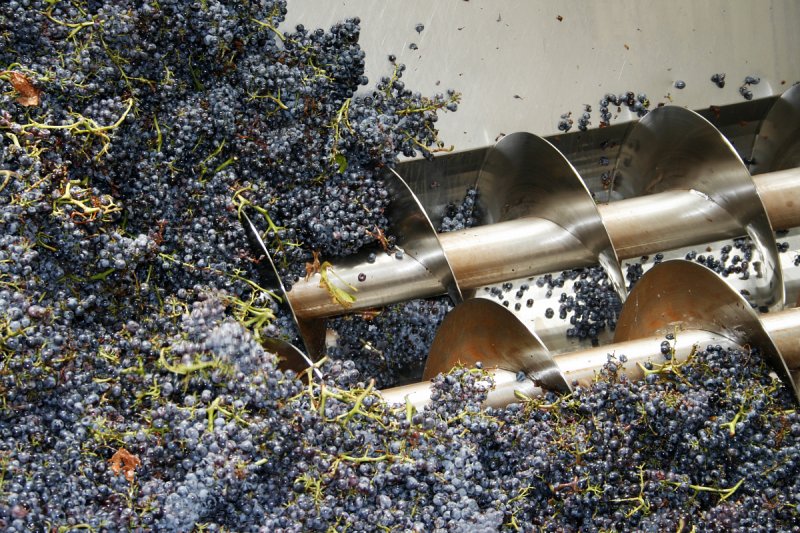 Hrozny na slámové víno vysychají od konce října, na lisování si počkají do února