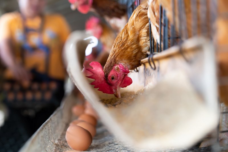 Řetězce nadále počítají s ukončením prodeje klecových vajec nejpozději v příštím roce