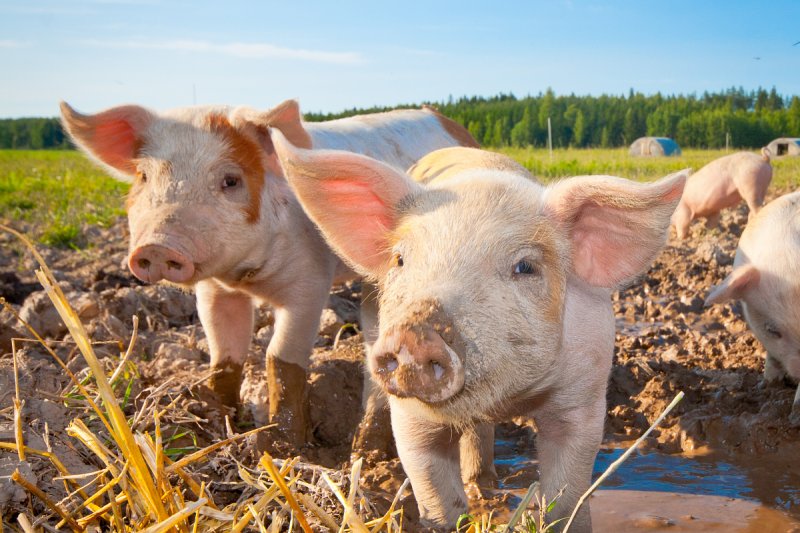 Asociace: Sedlákům nejvíce pomůže ubrat byrokracii i při produkci potravin