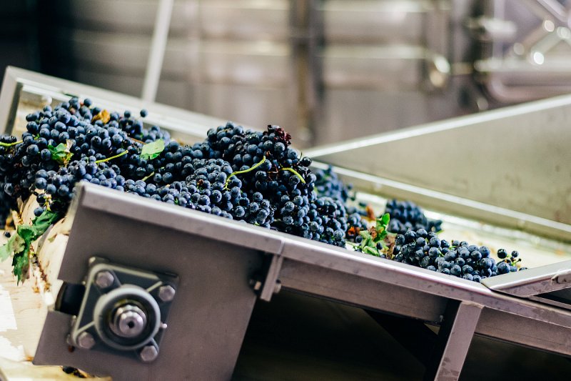 Vinaři loni vysadili meziročně o 87 hektarů vinic méně než v roce 2022
