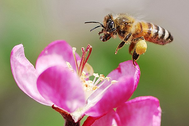 Podíl stanovišť včelstev bez varroázy letos meziročně vzrostl ze 17 na 20 procent