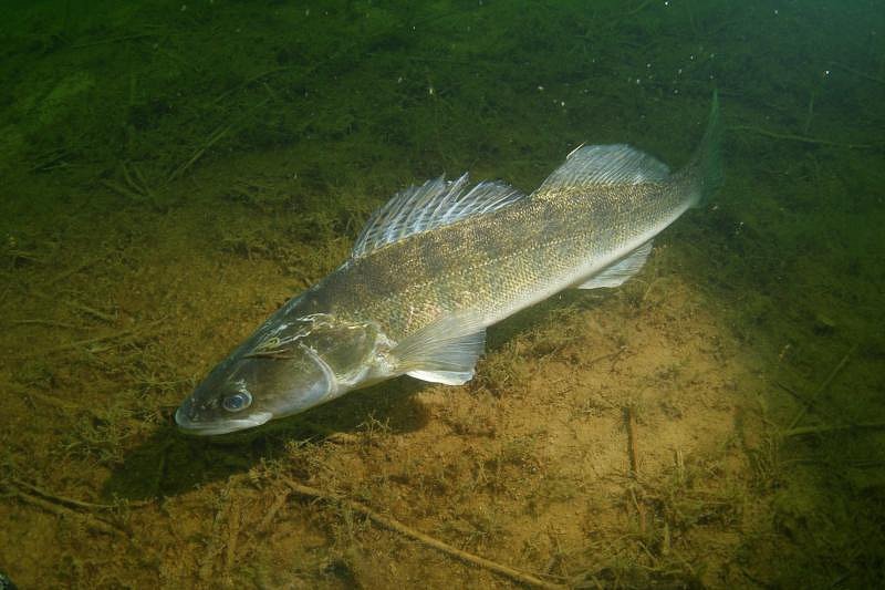 V lipenské přehradě přibývá sumců velkých, kteří likvidují candáty