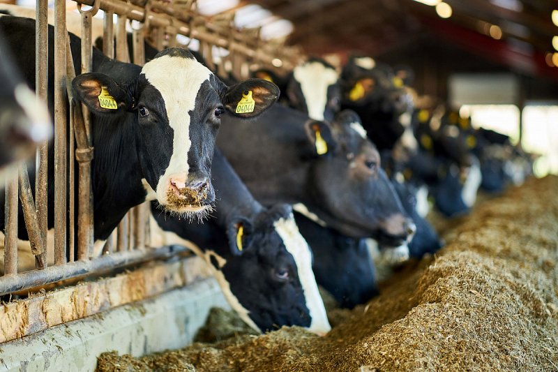 Dánsko bude dotovat příměs do krmení, která u krav snižuje emise metanu