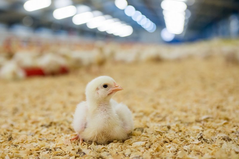 Soud přikázal smazat z webu záběry z chovu kuřat farmy Rabbit