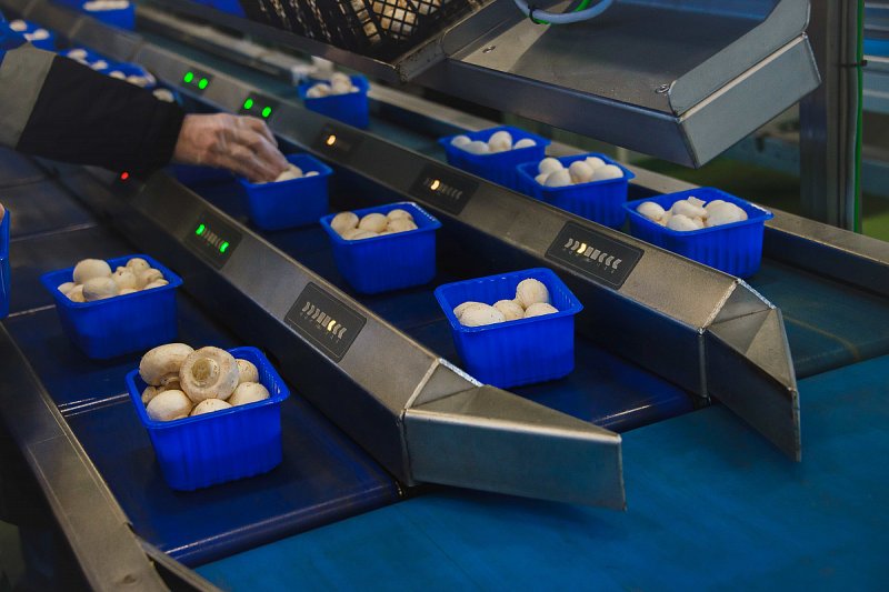 Za covidu začal pěstovat houby v garáži v Brně, poptávka stále roste
