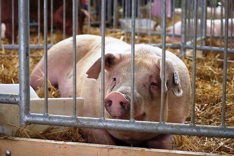 Výrobci jsou na biometan připraveni, nejistá rentabilita však ohrožuje realizaci projektů