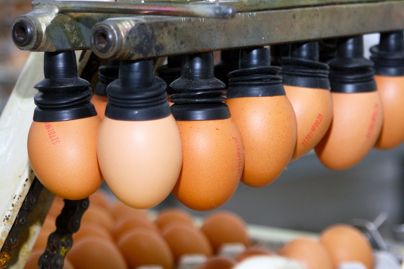 Evropští producenti vajec se chystají na vývoz do USA