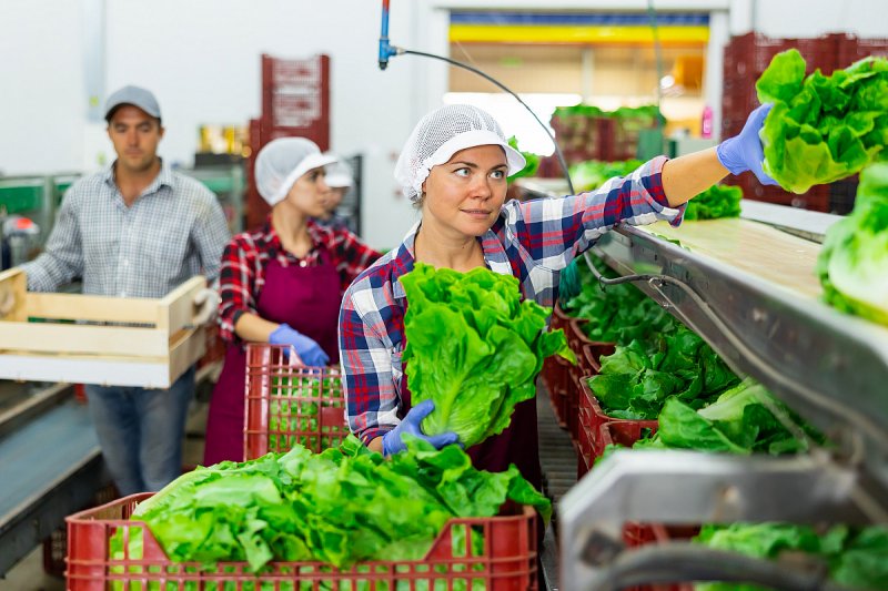 Družstva mohou farmářům zajistit lepší ceny a stabilitu, zájem o ně roste
