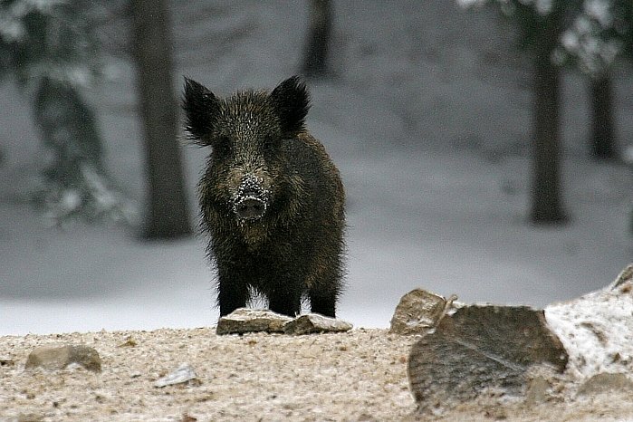 Myslivci v uplynulé sezoně zastřelili dosud nejvíc srnčí a daňčí zvěře