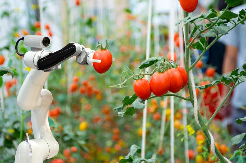 Kalifornie je centrem zemědělských inovací, Češi mohou nabídnout roboty či automatizované linky