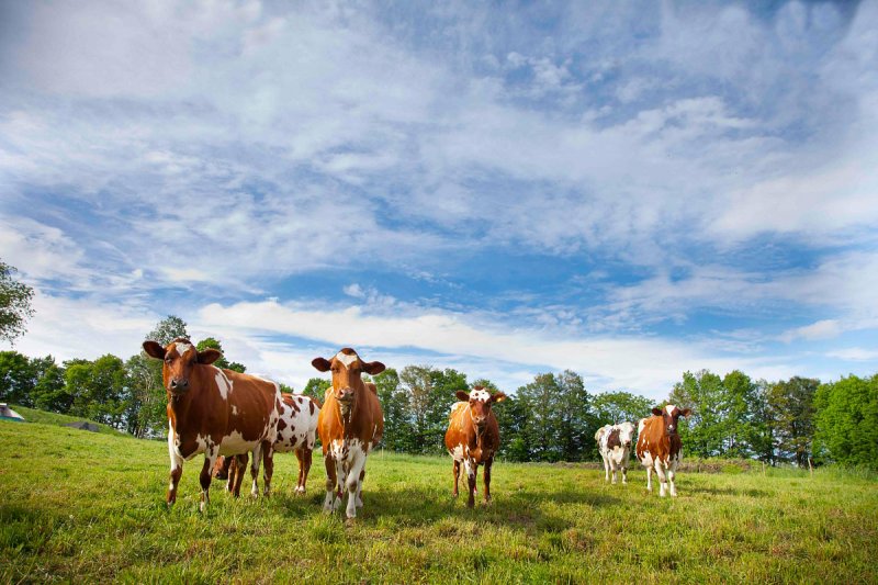 Provozovateli jatek v Holešově meziročně vzrostl čistý zisk a také tržby